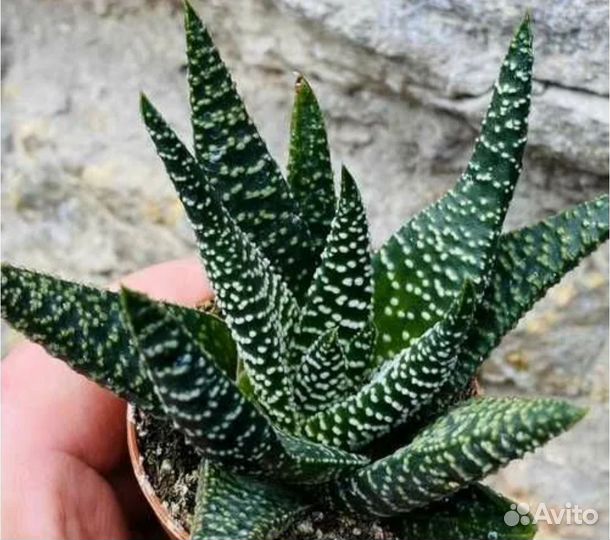 Комнатные растения цветы