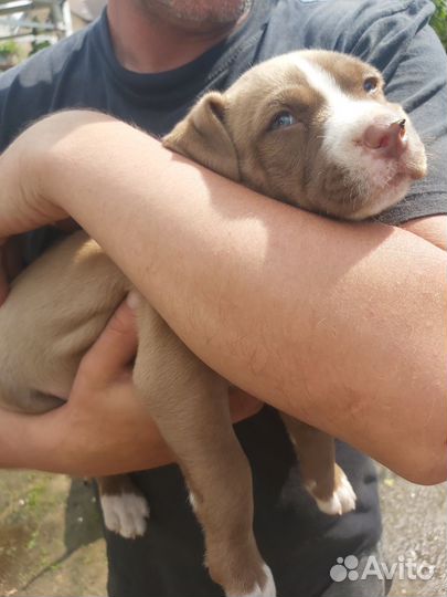 Щенки питбуля