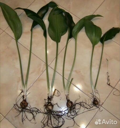 Лилия. эухарис