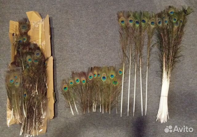 Перо павлина. много. разные