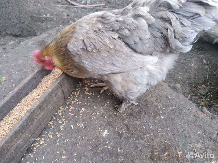 Цыплята домашние