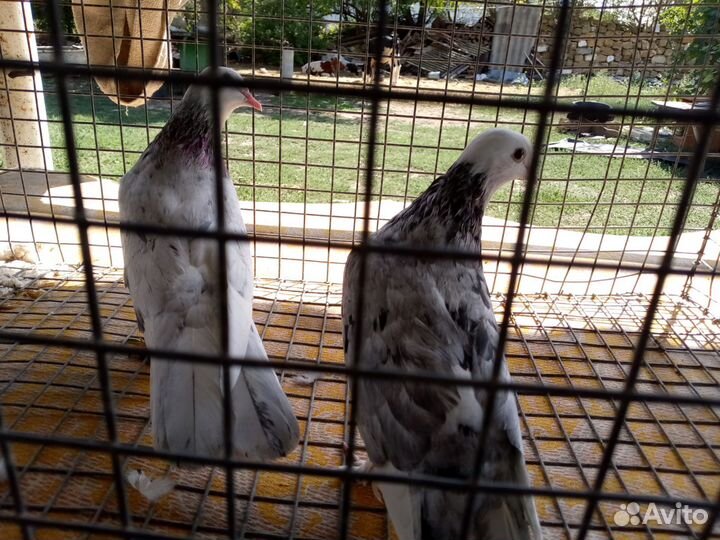 Бакинские голуби