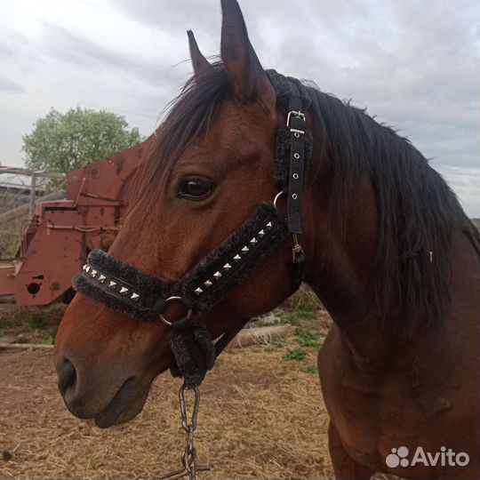 Для лошадей