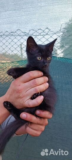 Котенок в добрые руки