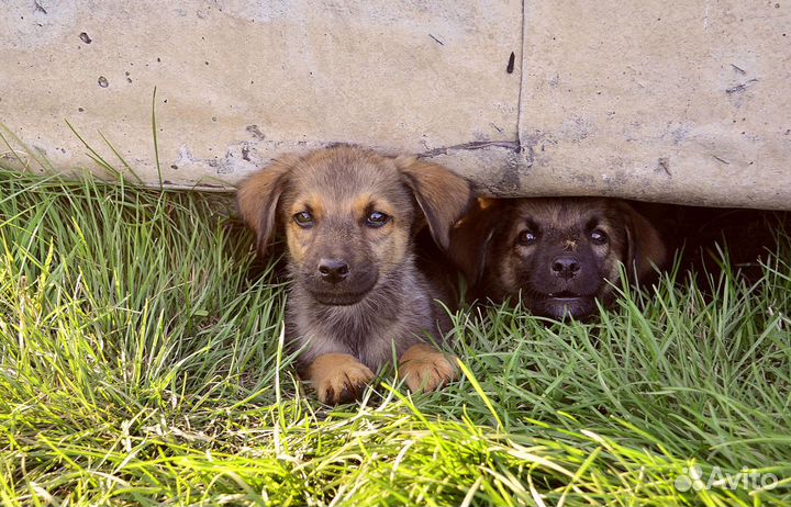 Щенки 3 месяц