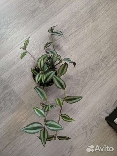 Традесканция Зебрина