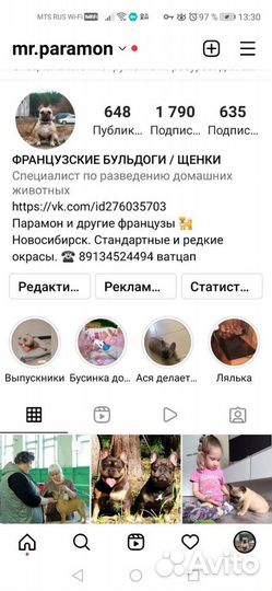 Французики разного окраса