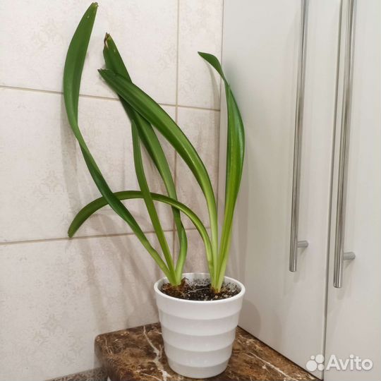 Гиппеаструм