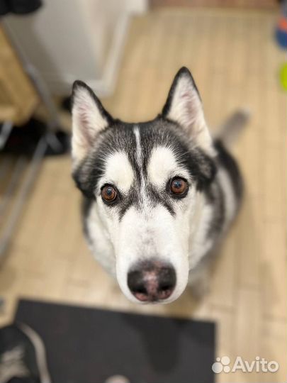 Выгул /Приходящая зооняня для питомцев/ Передержка