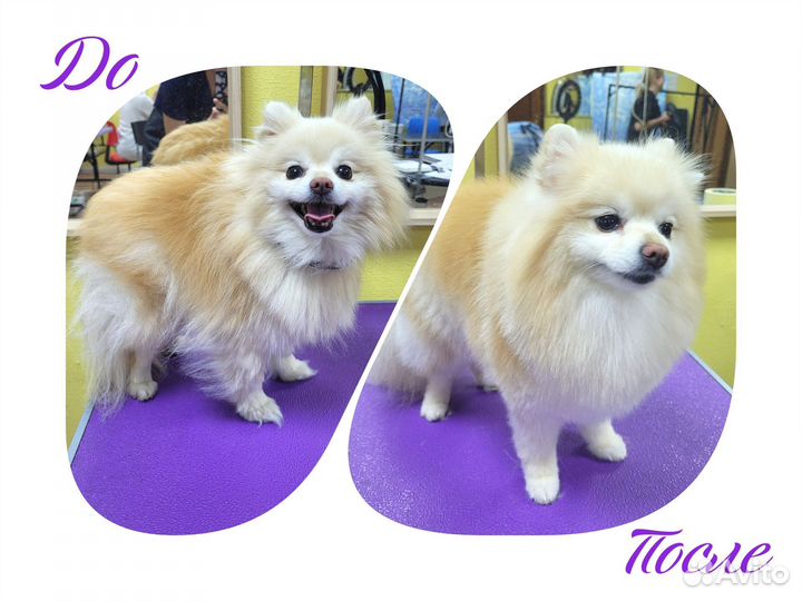 Груминг стрижка собак