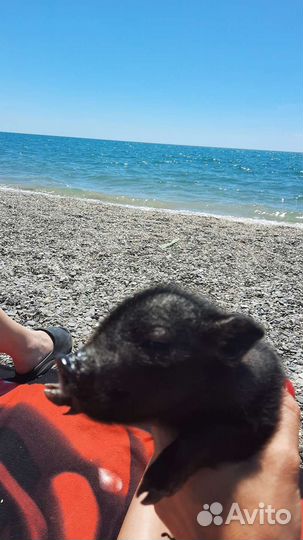 Вьетнамские поросята