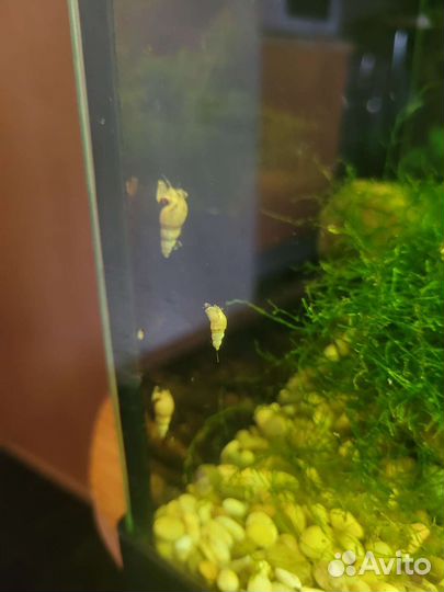 Улитки аквариумные