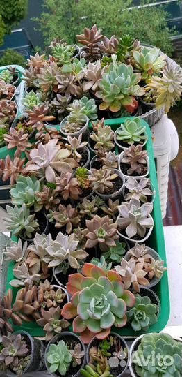 Суккуленты-каменная роза