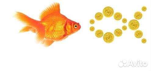 Офис менеджер / Администратор