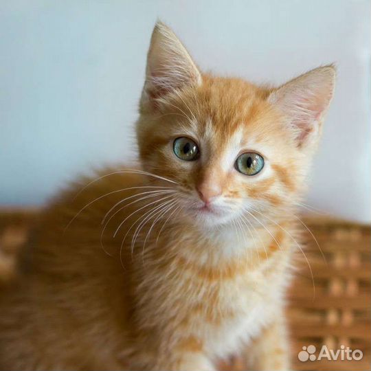 Котик 2 месяца