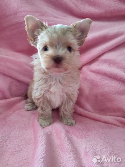 Собаки щенки