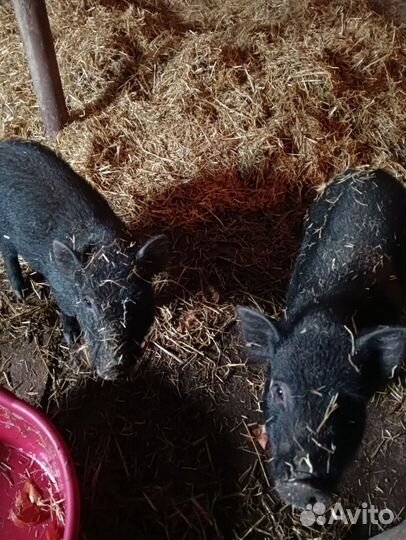 Вьетнамские поросята в Омске