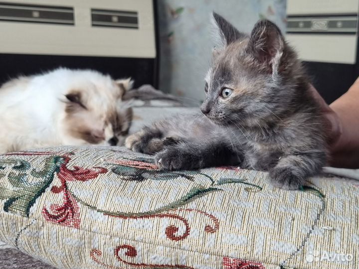 Котёнок маленький мальчик девочка