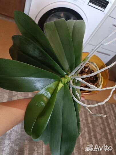 Фаленопсис Ravello