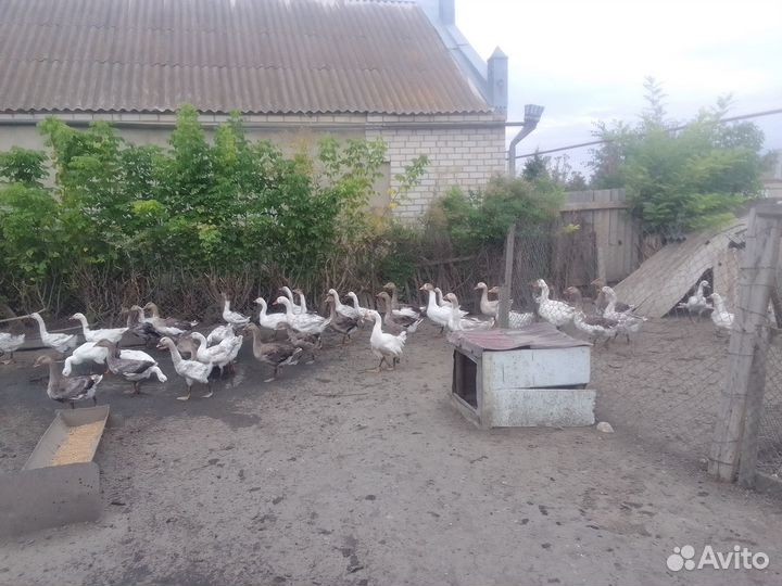 Продам гусят