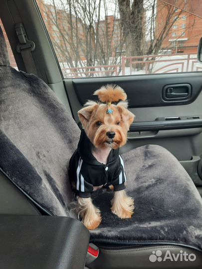 Йоркширский терьер мини щенки бейби фейс