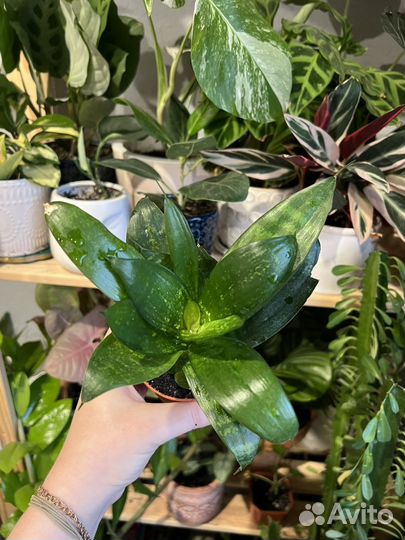 Сансиверии