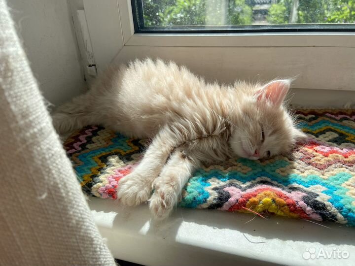 Котёнок