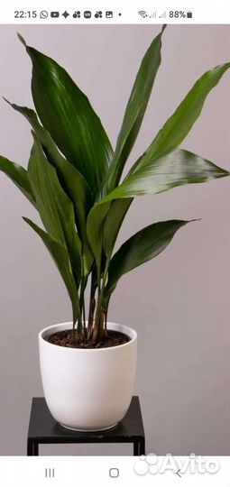 Кротон Пунктатум Золотая пыль, Аспидистра, Ананас