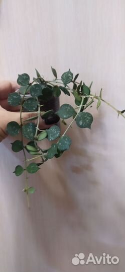 Хойя, дисхидия