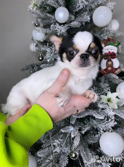 Взрослый Мальчик РКФ