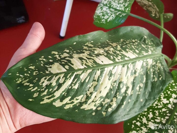 Дифинбахия