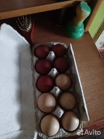Инкубационное яйцо
