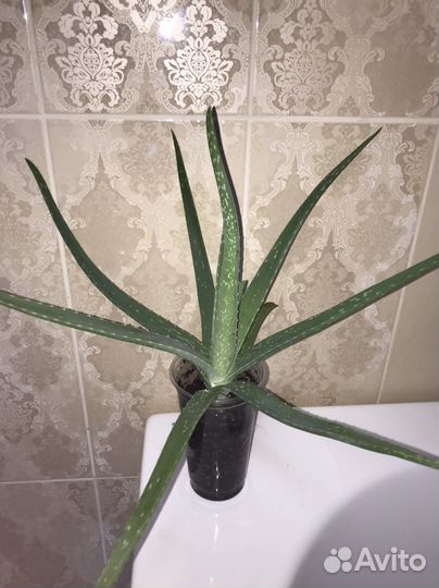 Алоэ лечебный