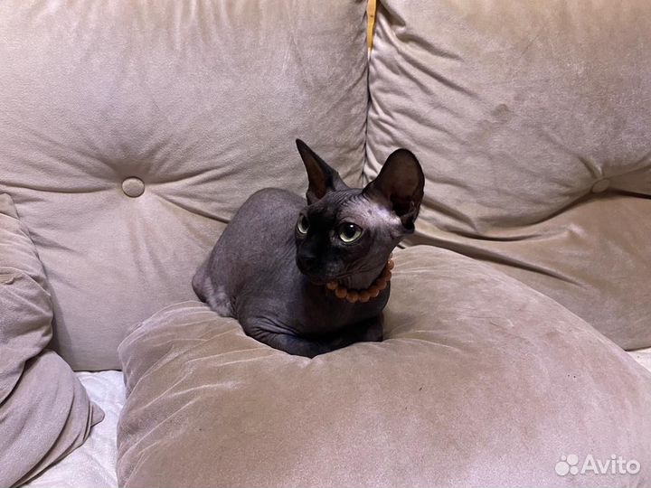 Канадский сфинкс