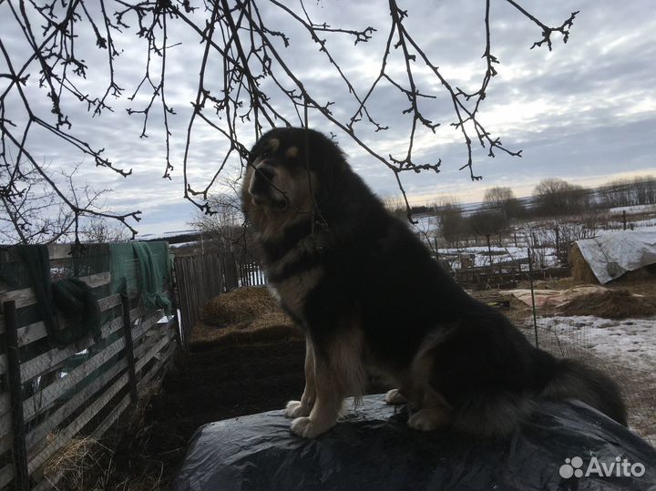 Б М В (Хотошо).Вязка