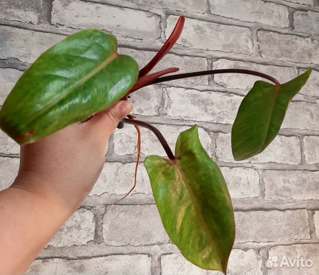 Филодендрон Painted Lady