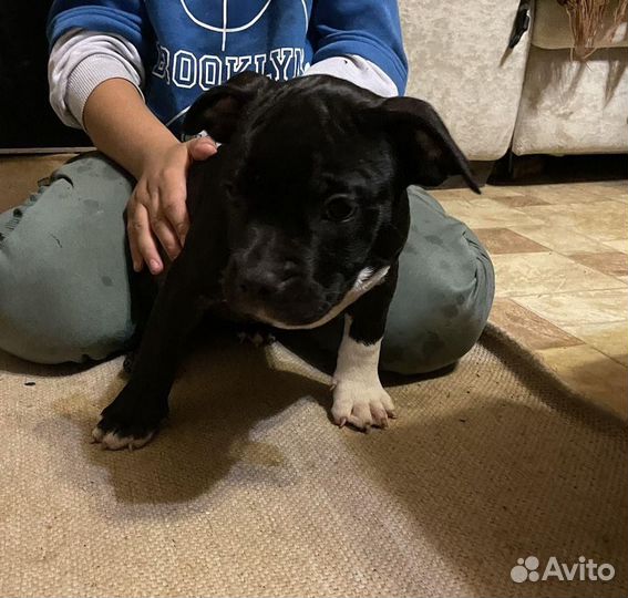 Щенки американского булли