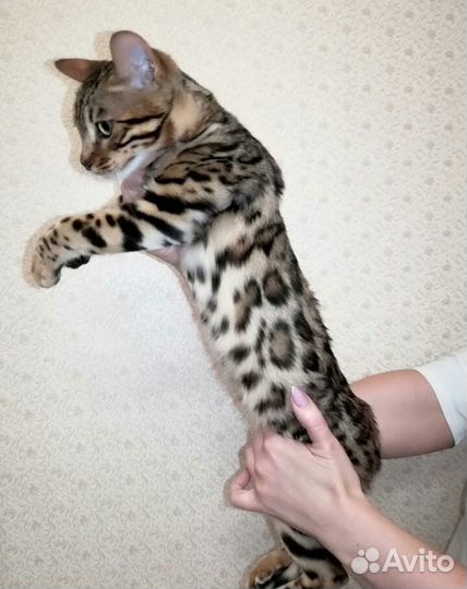 Бенгальский кот