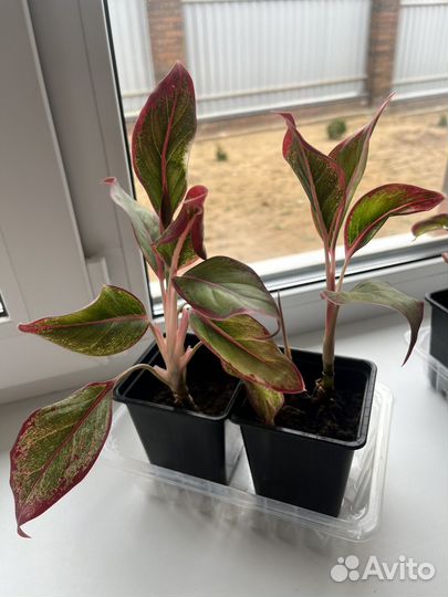 Аглаонема крит