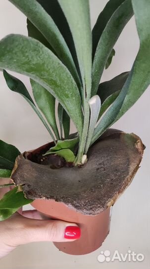 Платицериум бифуркатум