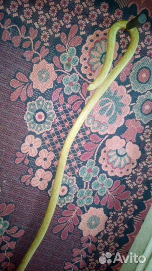 Трость - посох Змея акация