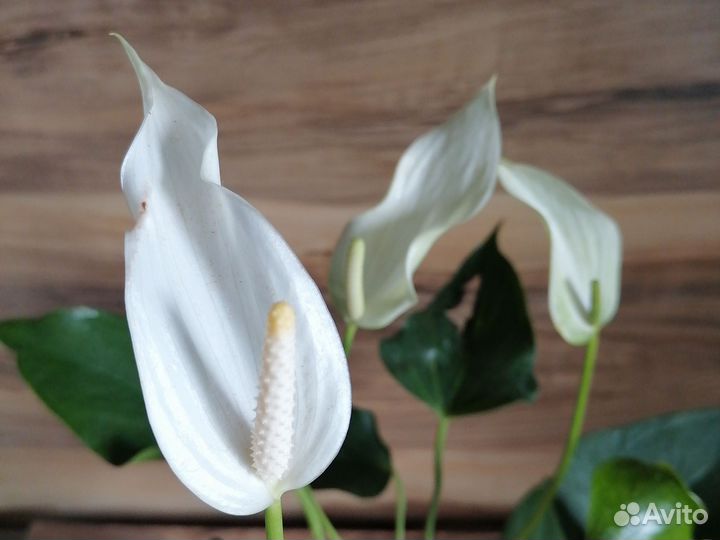 Антуриум Лили white