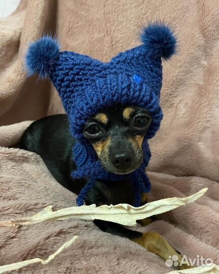 Одежда для собак