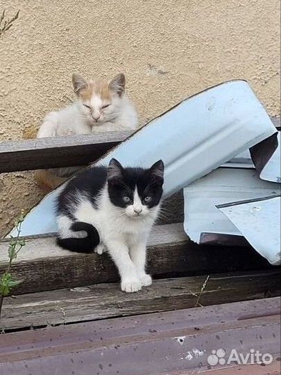 Котята в добрые руки бесплатно