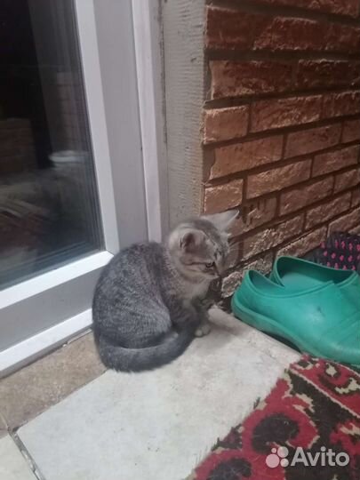 Кошки в добрые руки