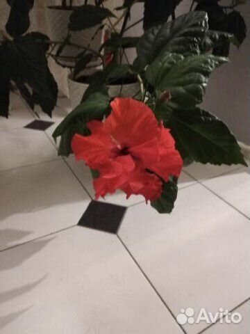 Китайская роза (Гибискус)