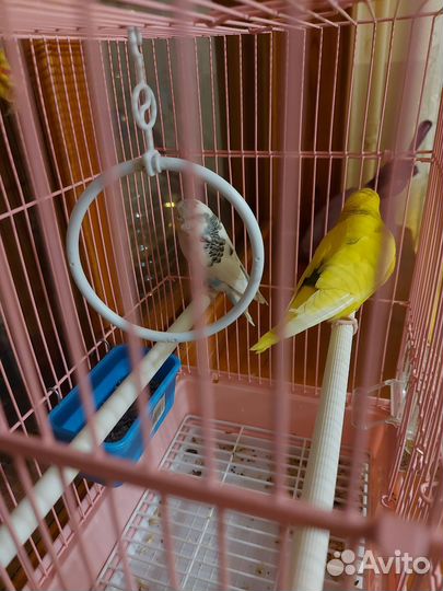 Попугай 2 шт