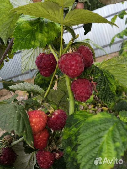 Саженцы ягодных культур