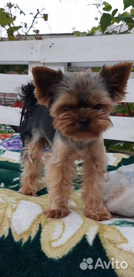 Йоркширский терьер мини вязка