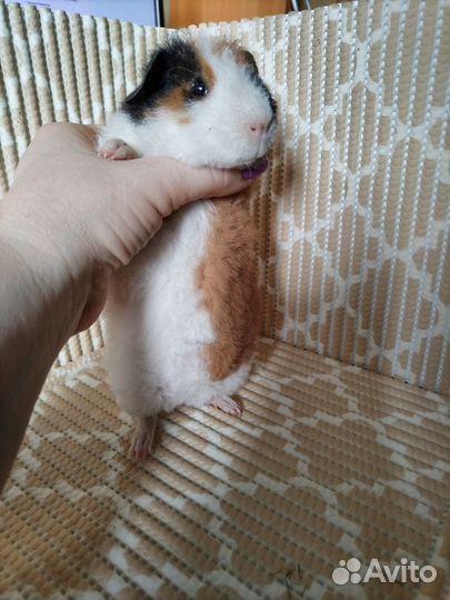 Морская свинка американский тедди